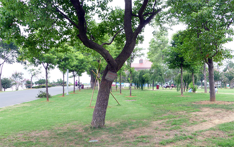 我家門前的那棵樹 我家門前的那棵樹